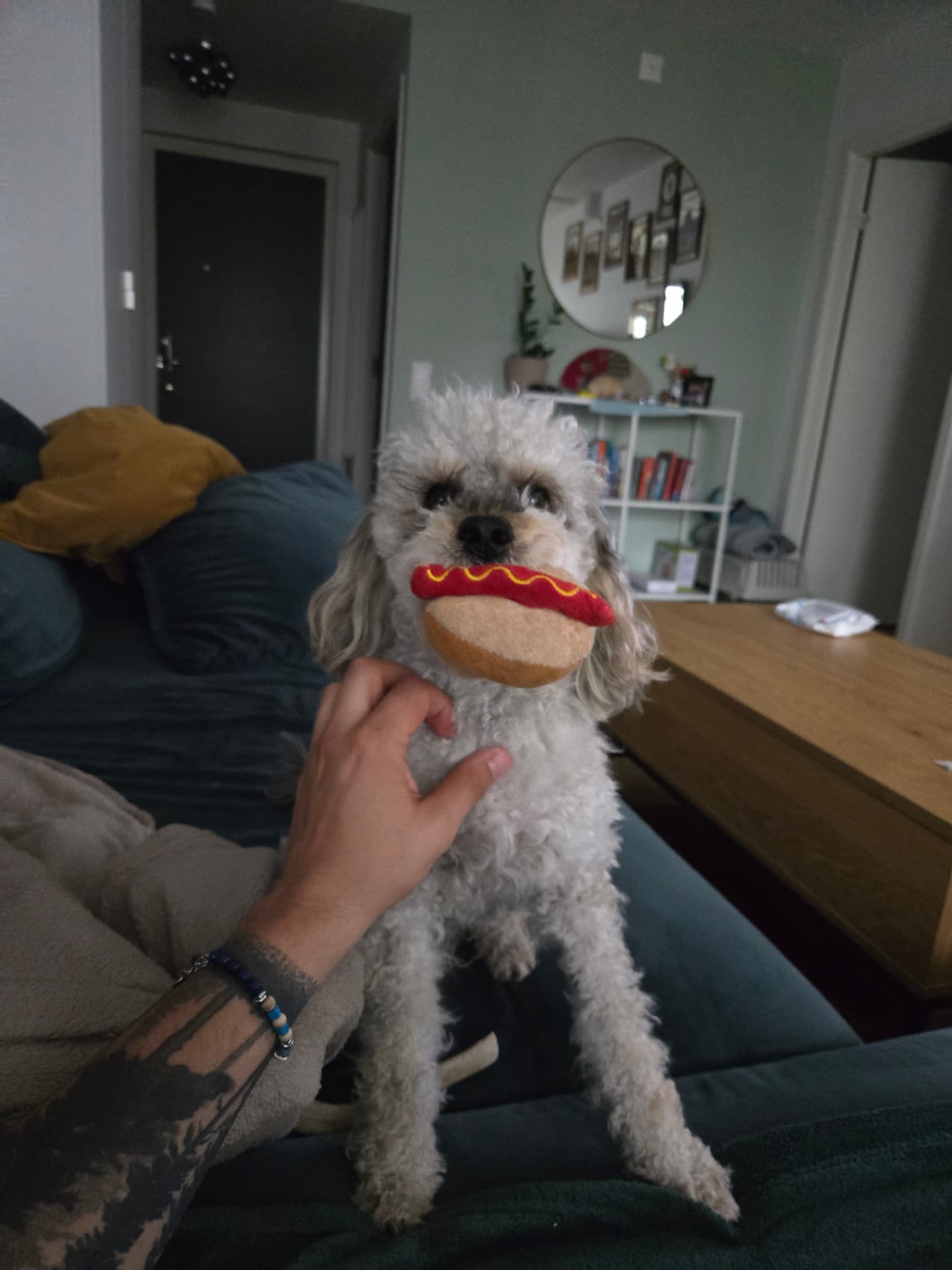 Peppi, a small curly grey dog, holding a hot dog plush toy in his mouth